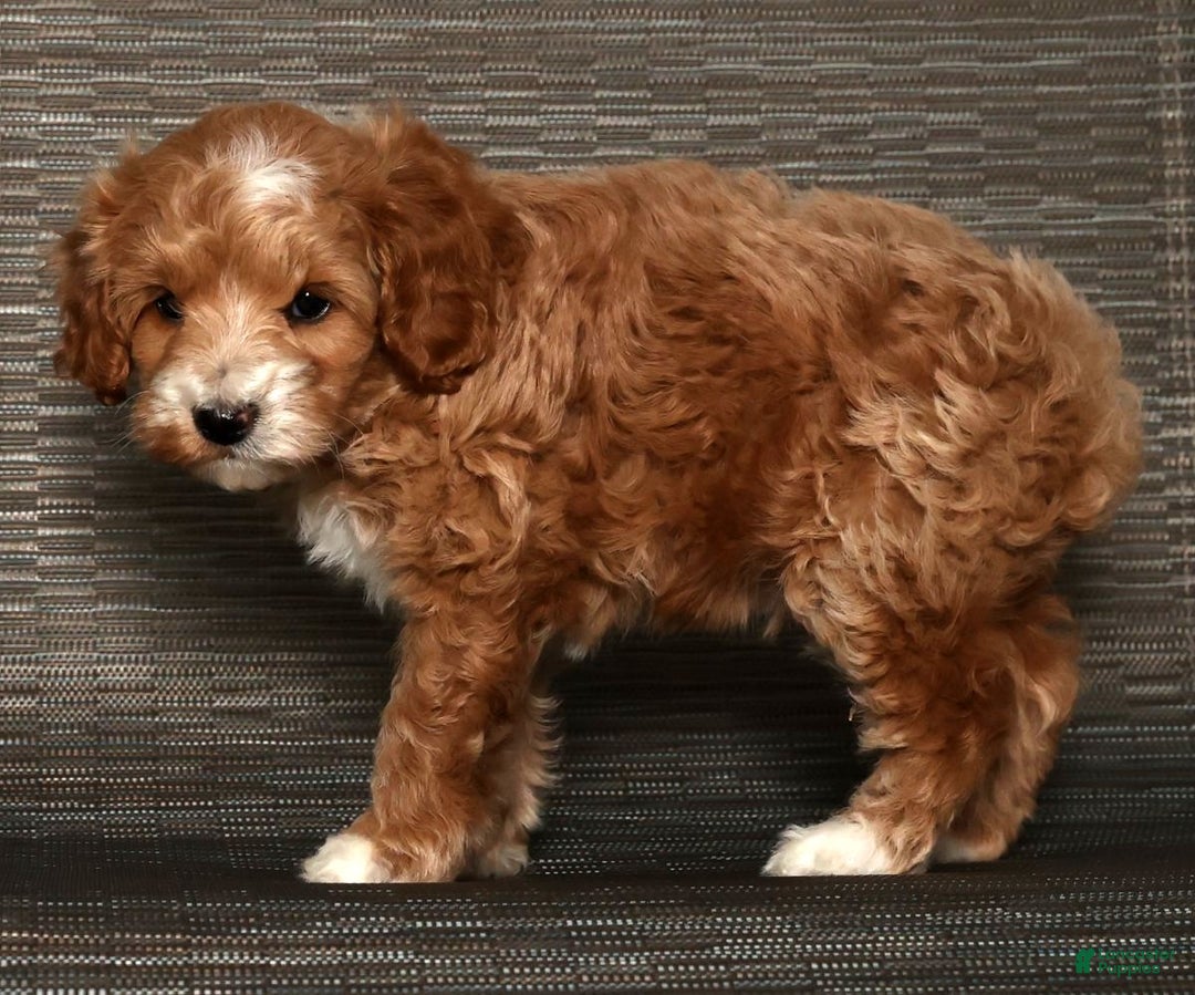 Cockapoo dogs for sale: Nicolas - Ad 8