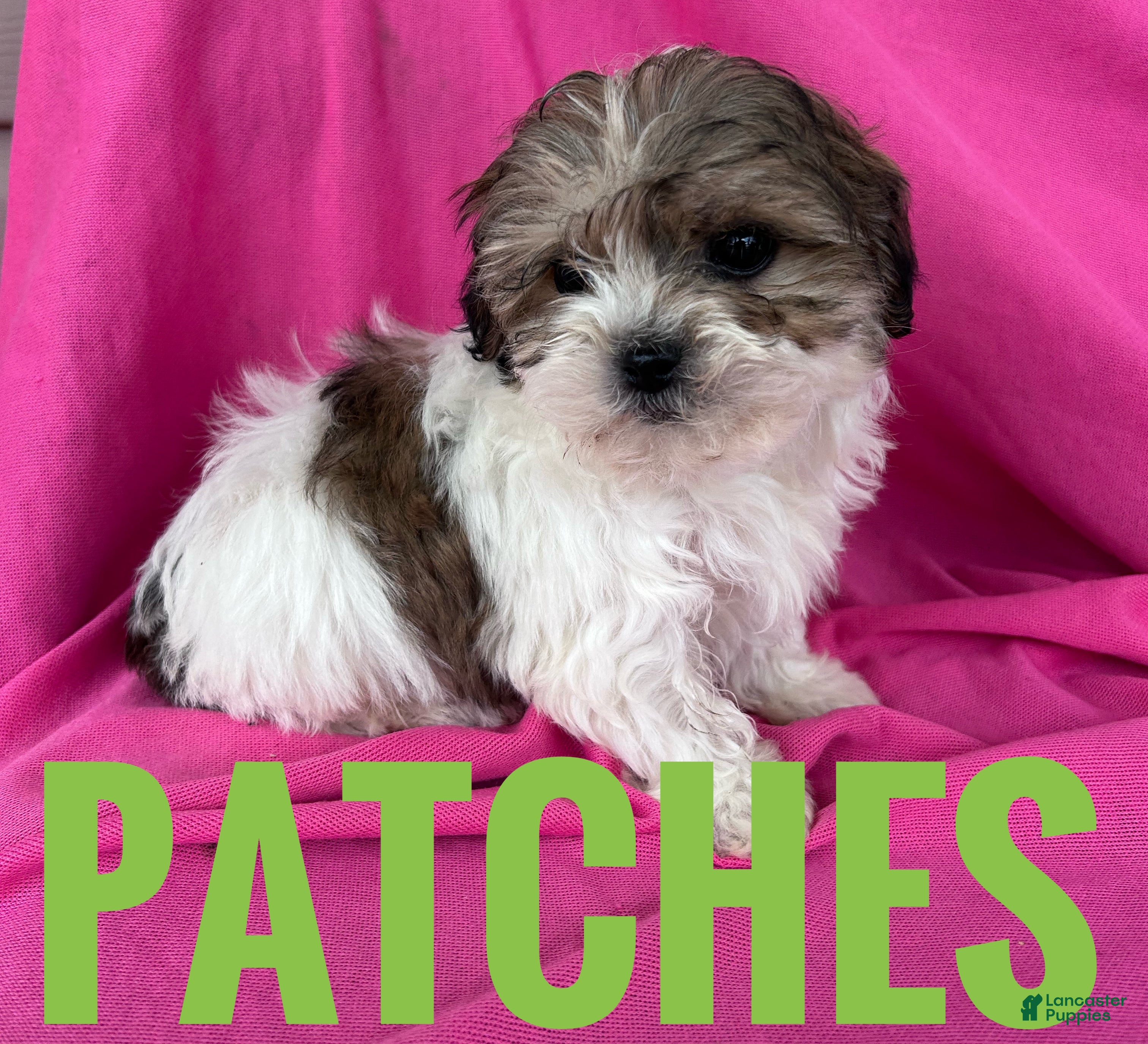 Shihpoo dogs PATCHES - Ad 2