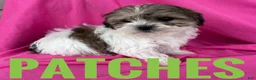 Shihpoo dogs for sale: PATCHES - Ad 2