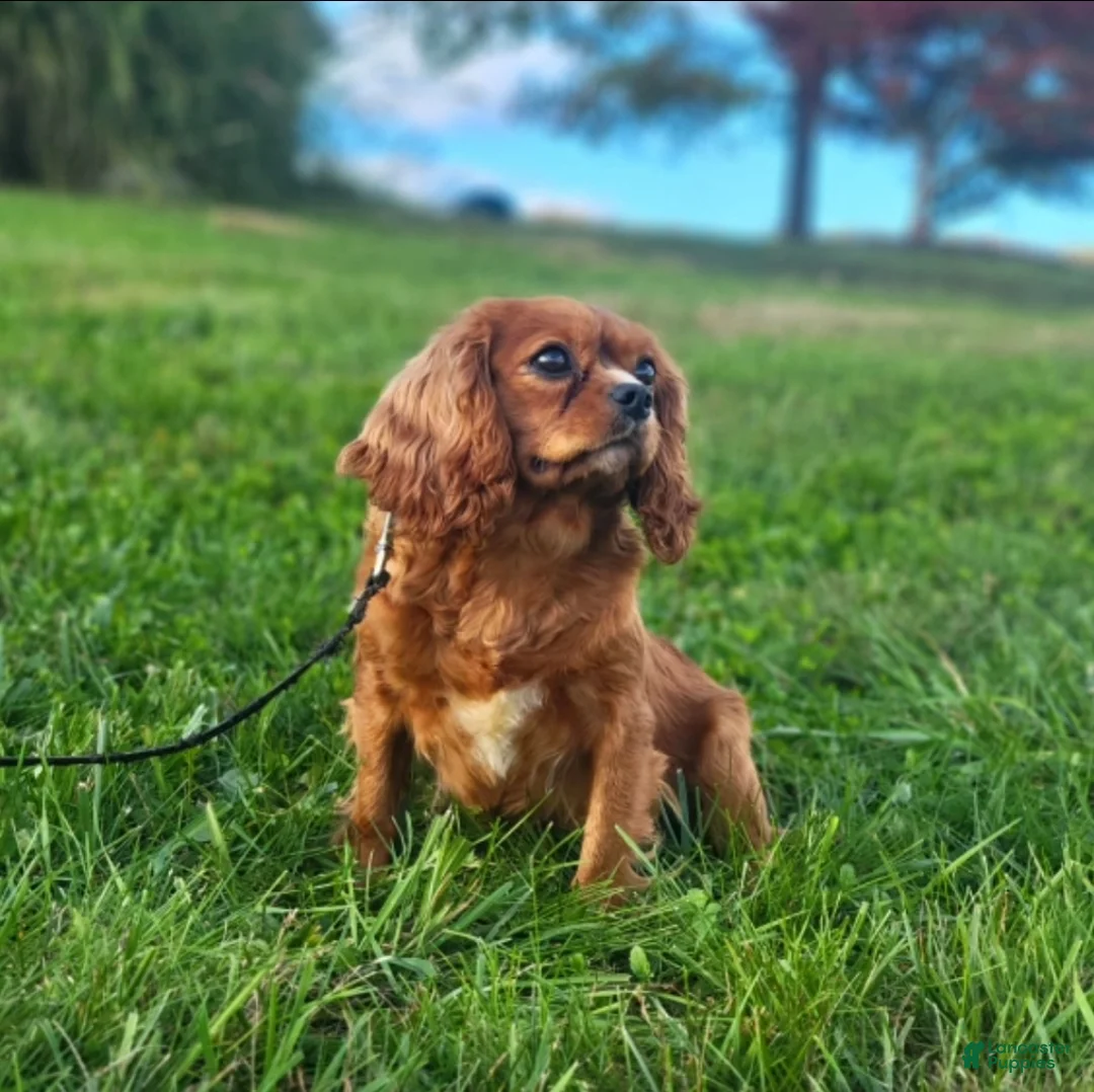 Cavapoo dogs for sale: Winston  - Ad 6