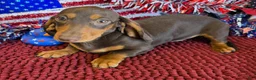 Miniature Dachshund dogs for sale: Earnie - Ad 3