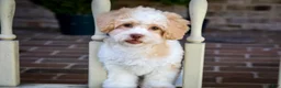 Shihpoo dogs for sale: Sullivan - Ad 18