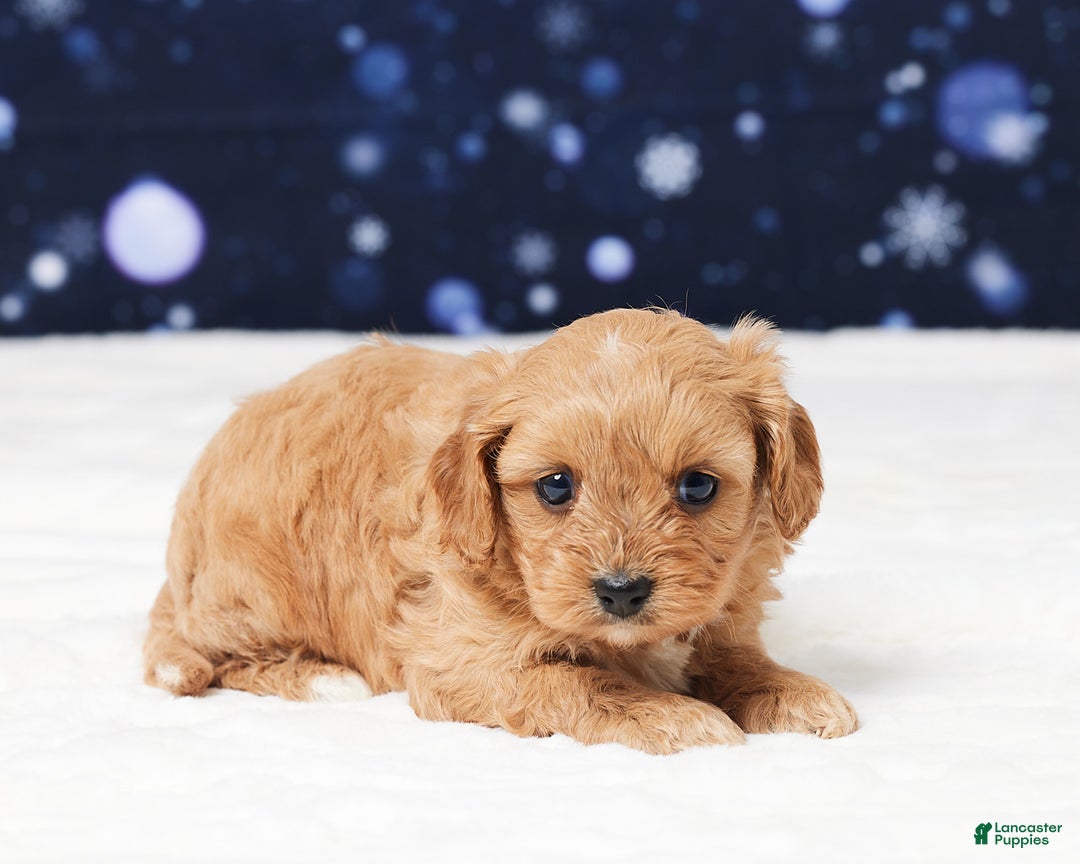 Cavapoo dogs for sale: Sheila - Ad 4