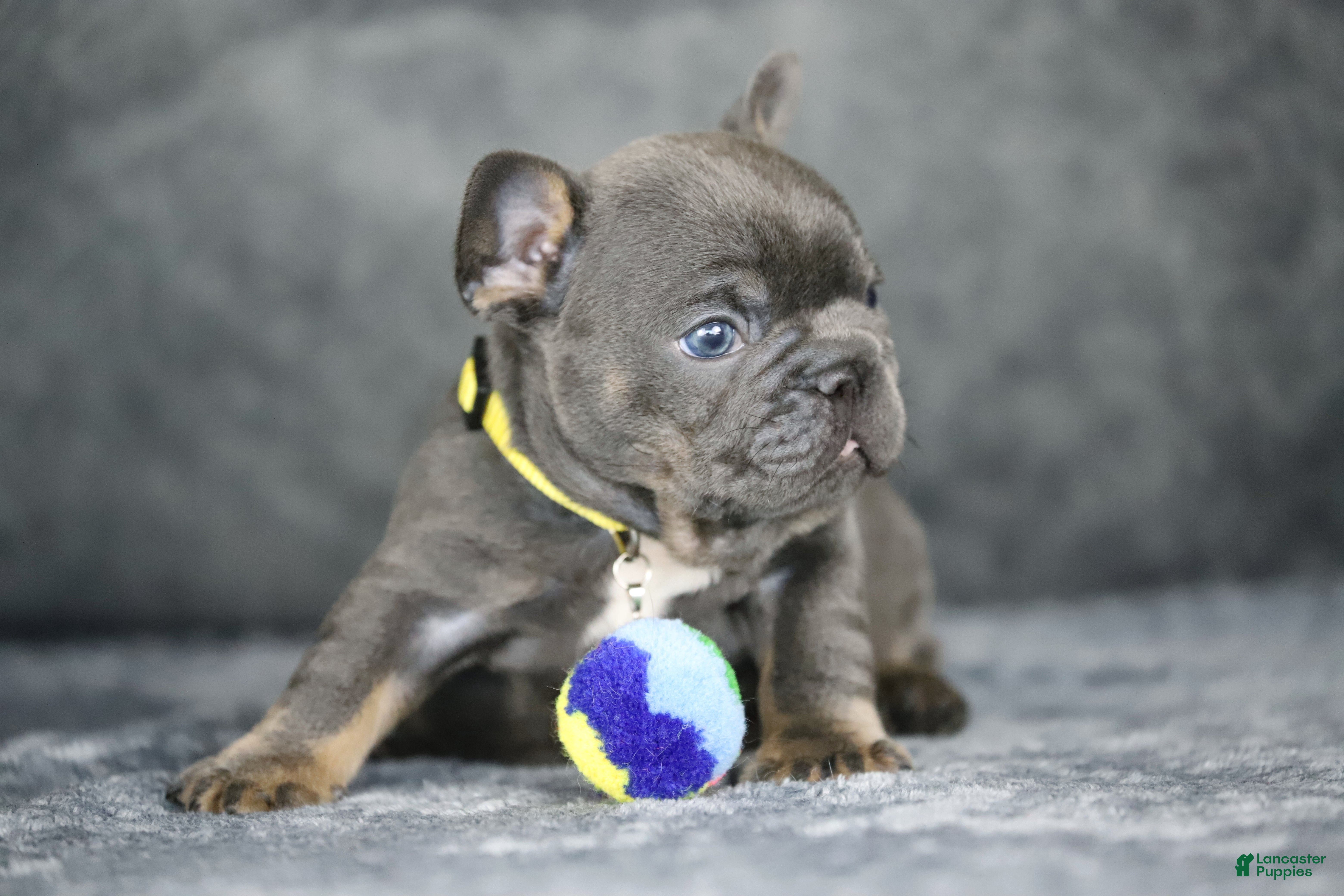 French Bulldog dogs Leo - Ad 2