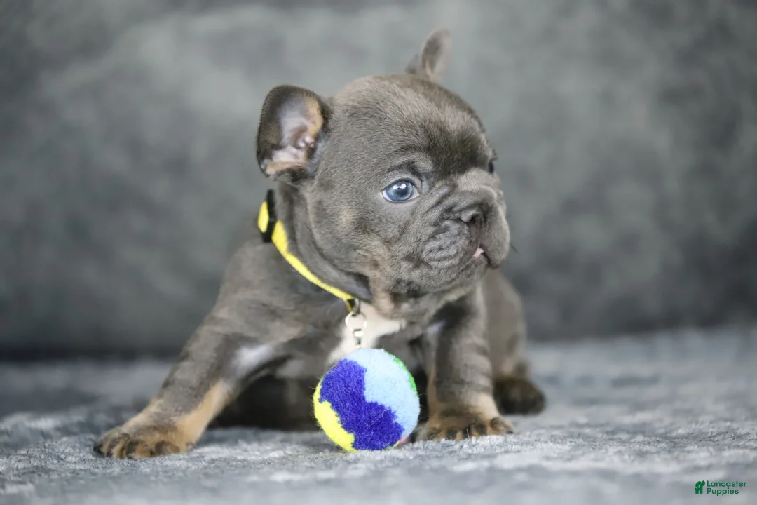French Bulldog dogs for sale: Leo - Ad 2