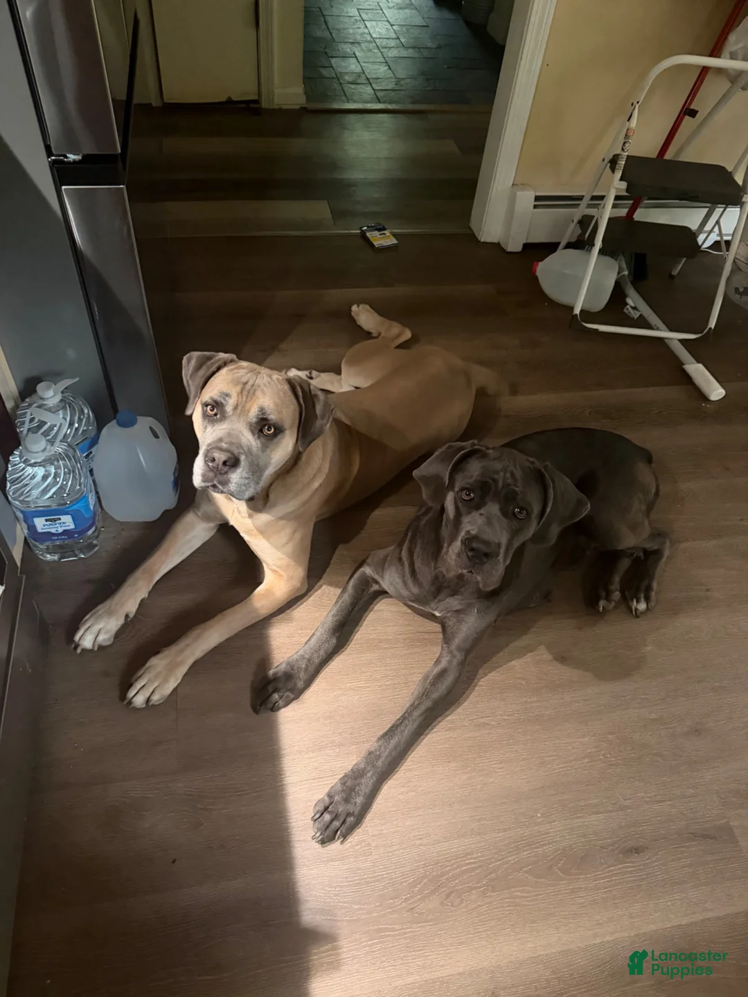 Cane Corso dogs for sale: Pink  - Ad 3