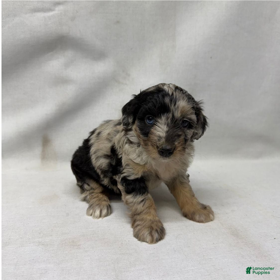 Aussiedoodle dogs Whitney - Ad 2