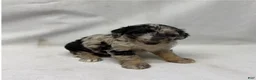 Aussiedoodle dogs for sale: Whitney - Ad 2