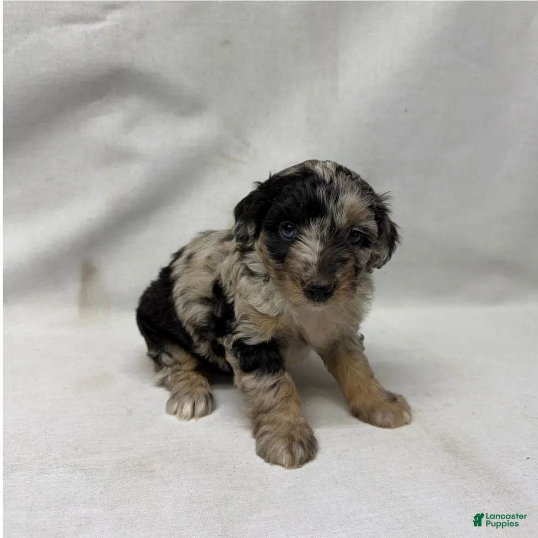 Aussiedoodle dogs for sale: Whitney - Ad 2