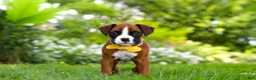 Boxer dogs for sale: Scooter - Ad 6