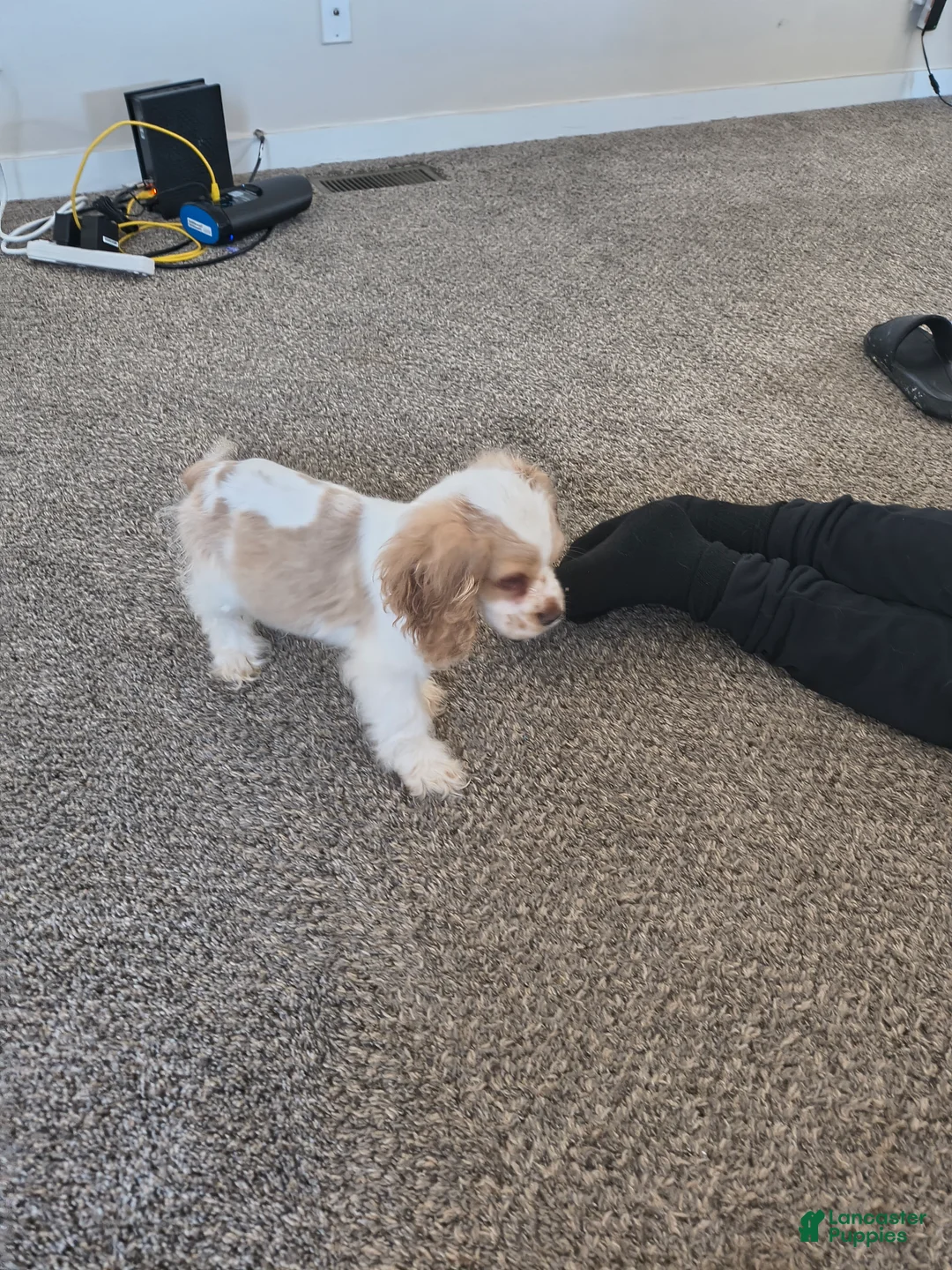 Cocker Spaniel dogs for sale: Cocker Spaniel Puppy 1 - Ad 2