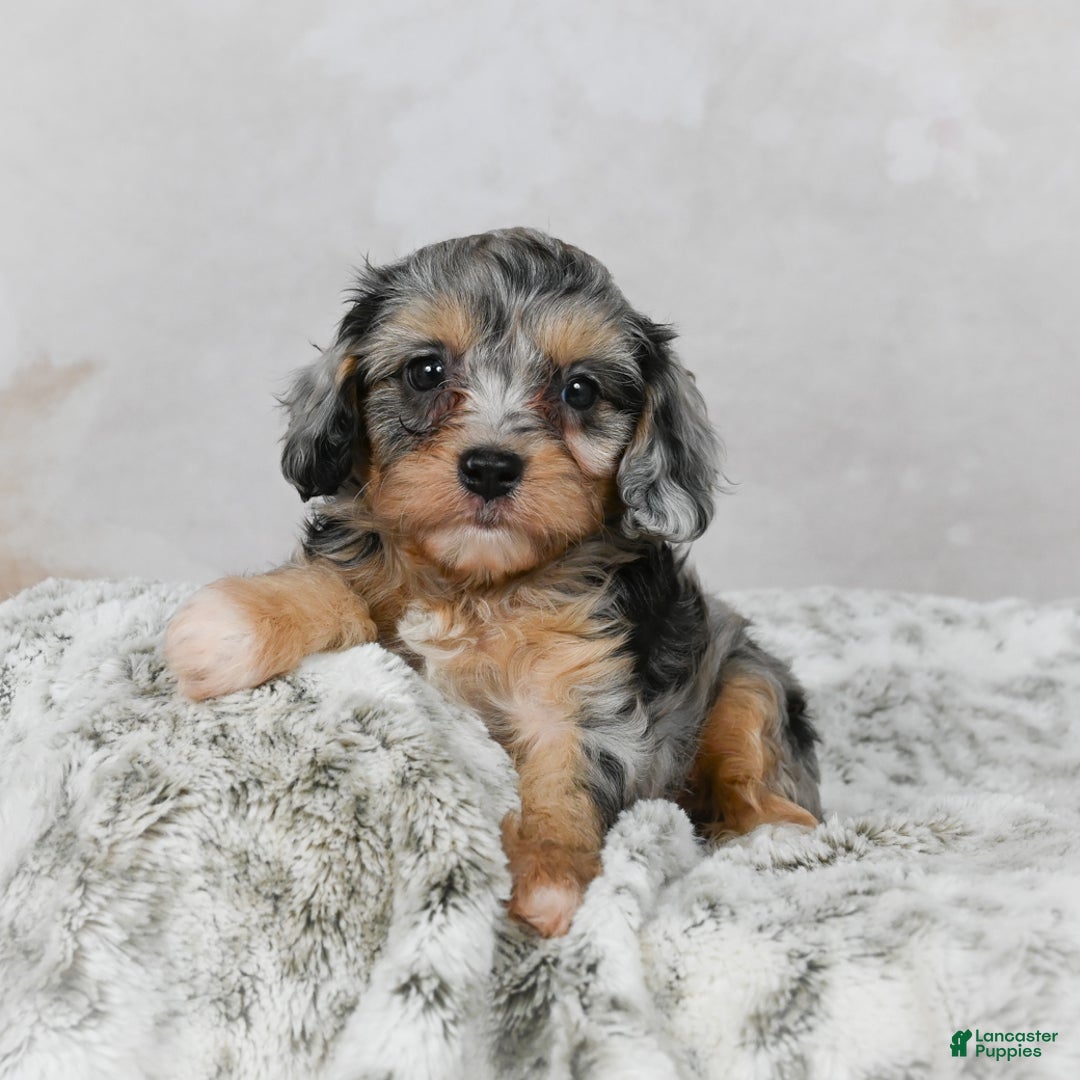 Cavapoo dogs for sale: Luna - Ad 1