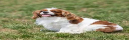 Cavalier King Charles Spaniel dogs for sale: Lincoln - Ad 6