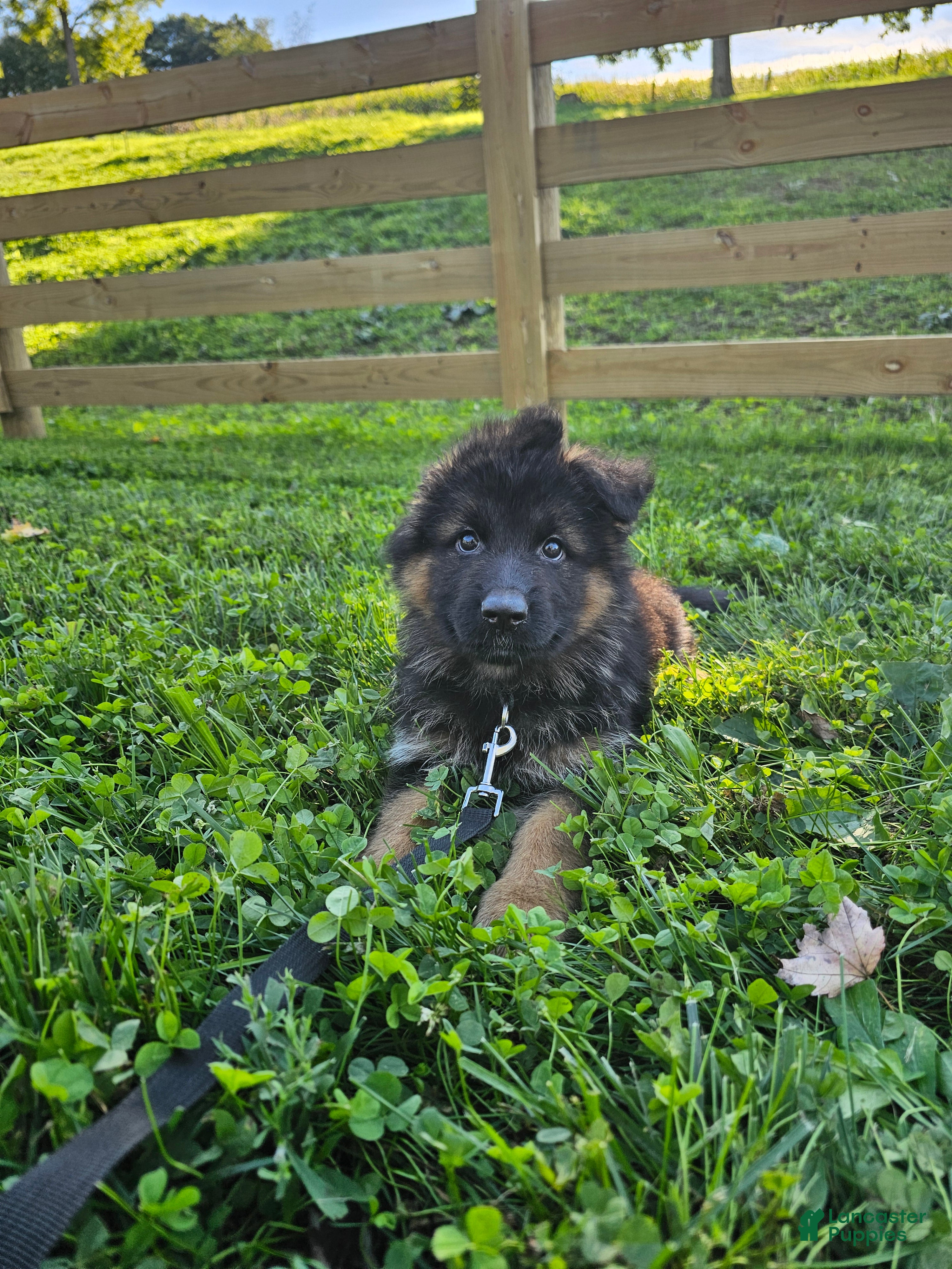 German Shepherd dogs Roxie  - Ad 2