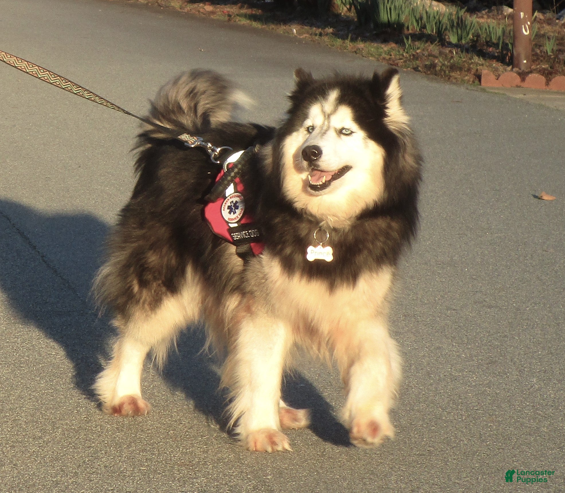 Siberian Husky dogs Siberian Husky Puppy 1 - Ad 32