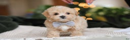 Maltipoo dogs for sale: Nevin - Ad 3