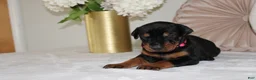 Doberman Pinscher dogs for sale: Sadie - Ad 9