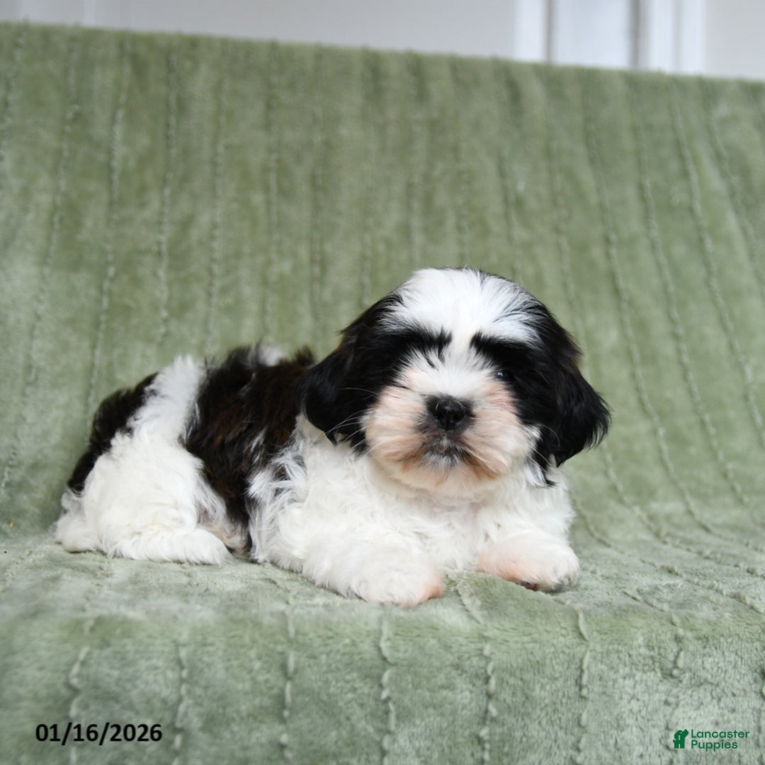 Shih Tzu dogs for sale: Gidget - Ad 3