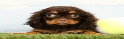 Cavalier King Charles Spaniel dogs for sale: Nutmeg - Ad 4