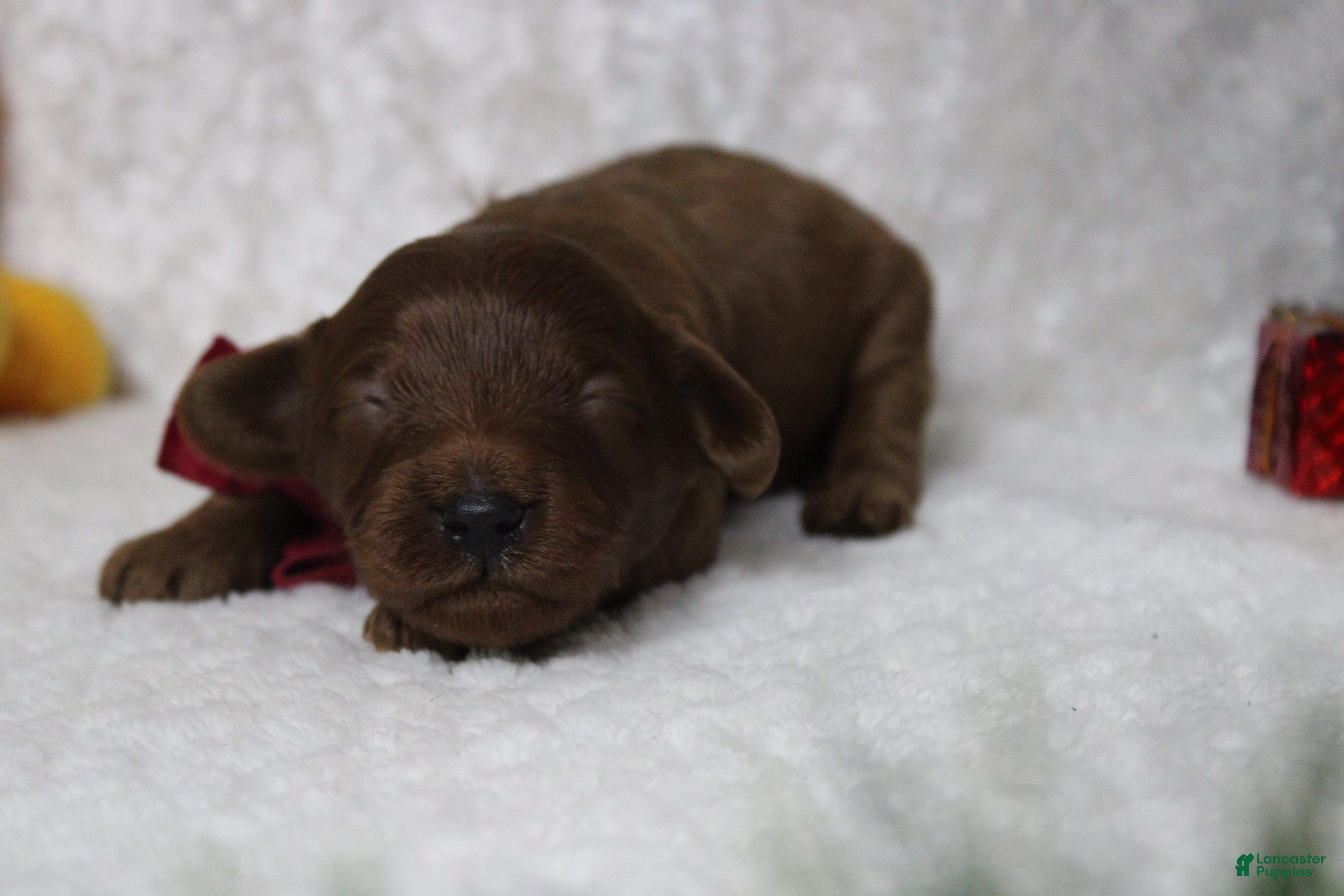 Cavapoo dogs Cinnamon  - Ad 2