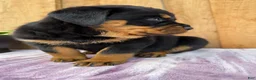 Rottweiler dogs for sale: Stella - Ad 15