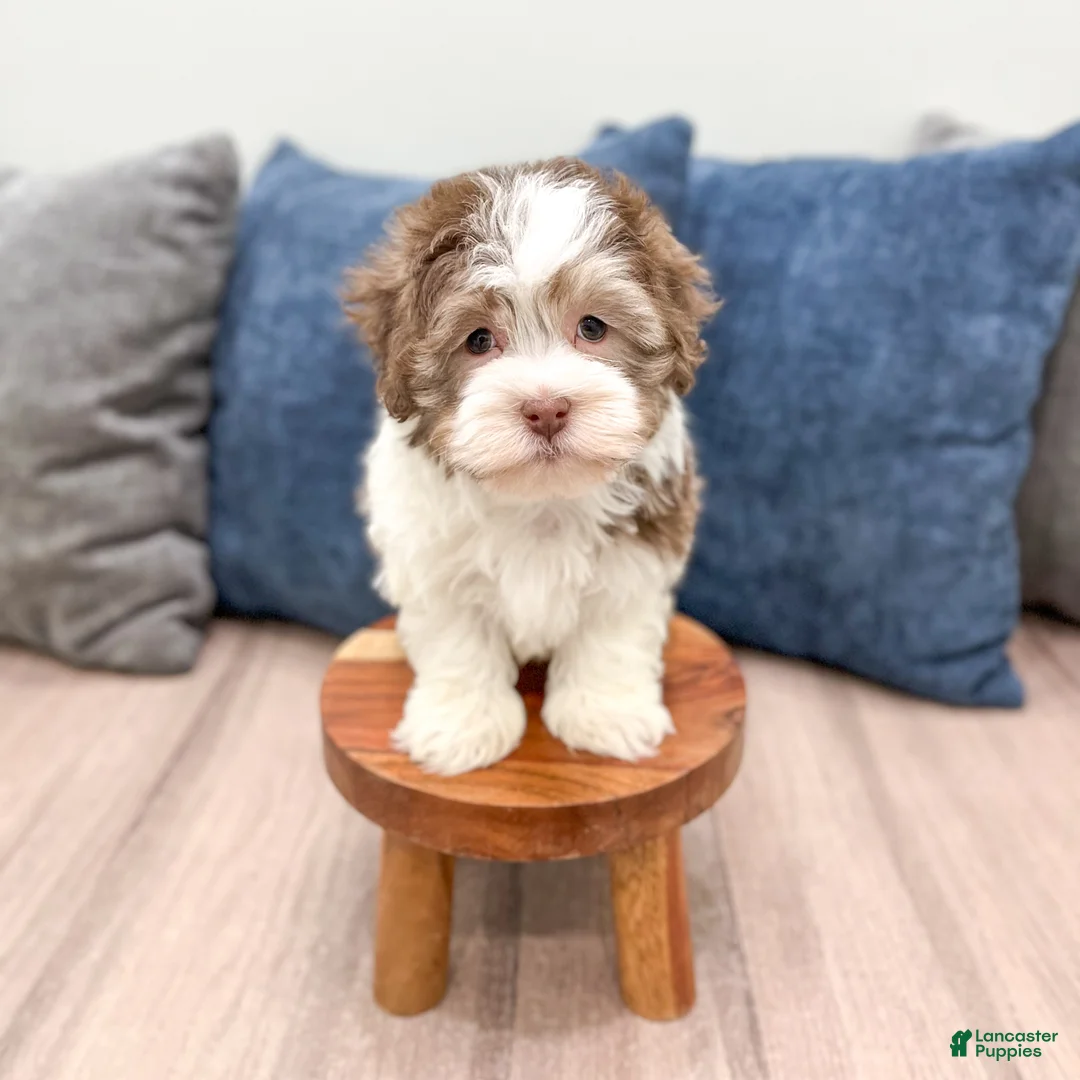 Havanese dogs for sale: Adam - Ad 2
