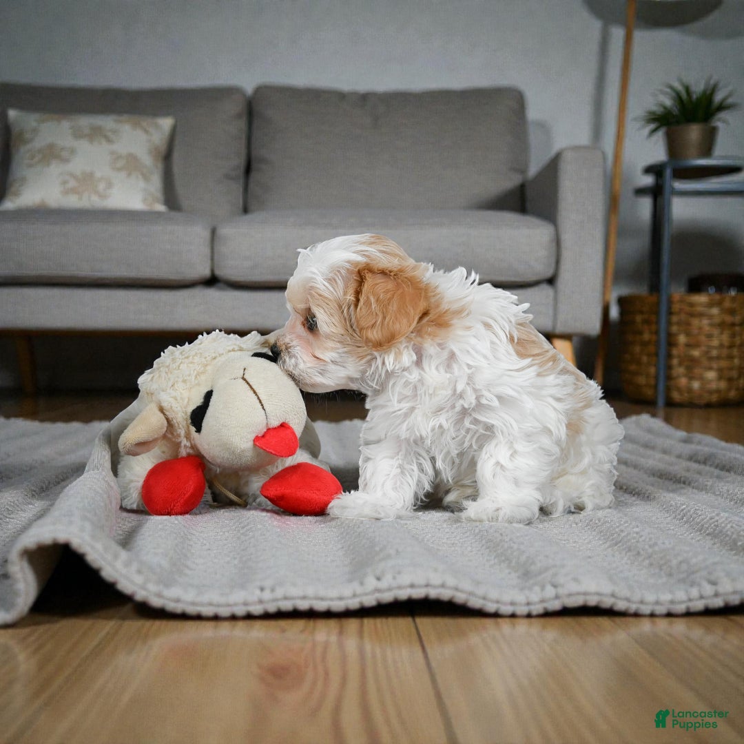 Maltipoo dogs for sale: milo - Ad 9