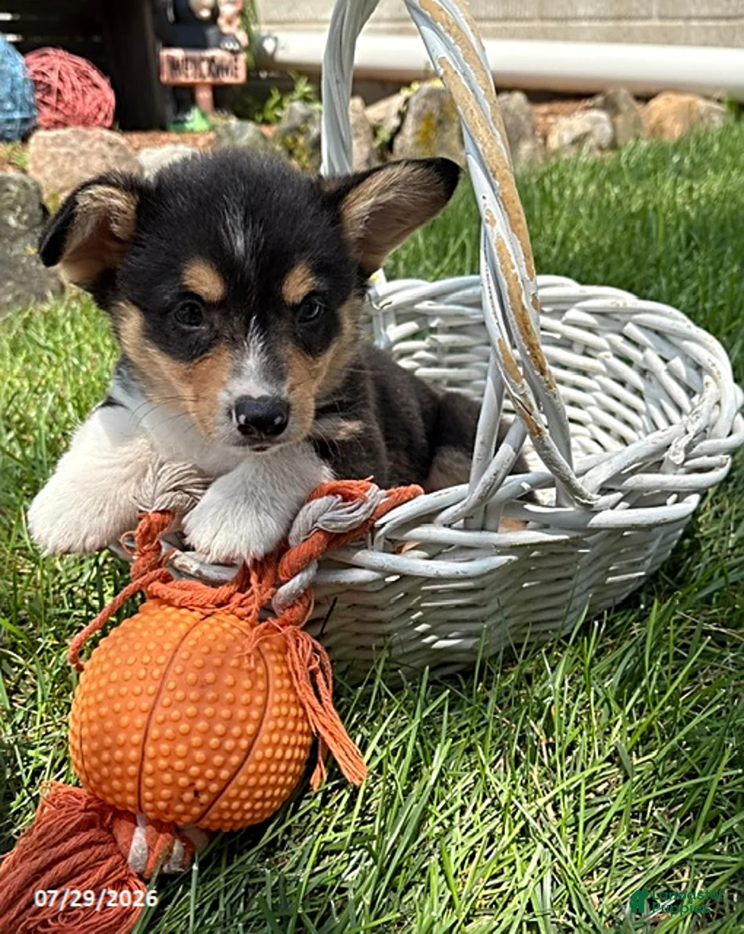 Welsh Corgi Pembroke dogs for sale: Newton - Ad 2