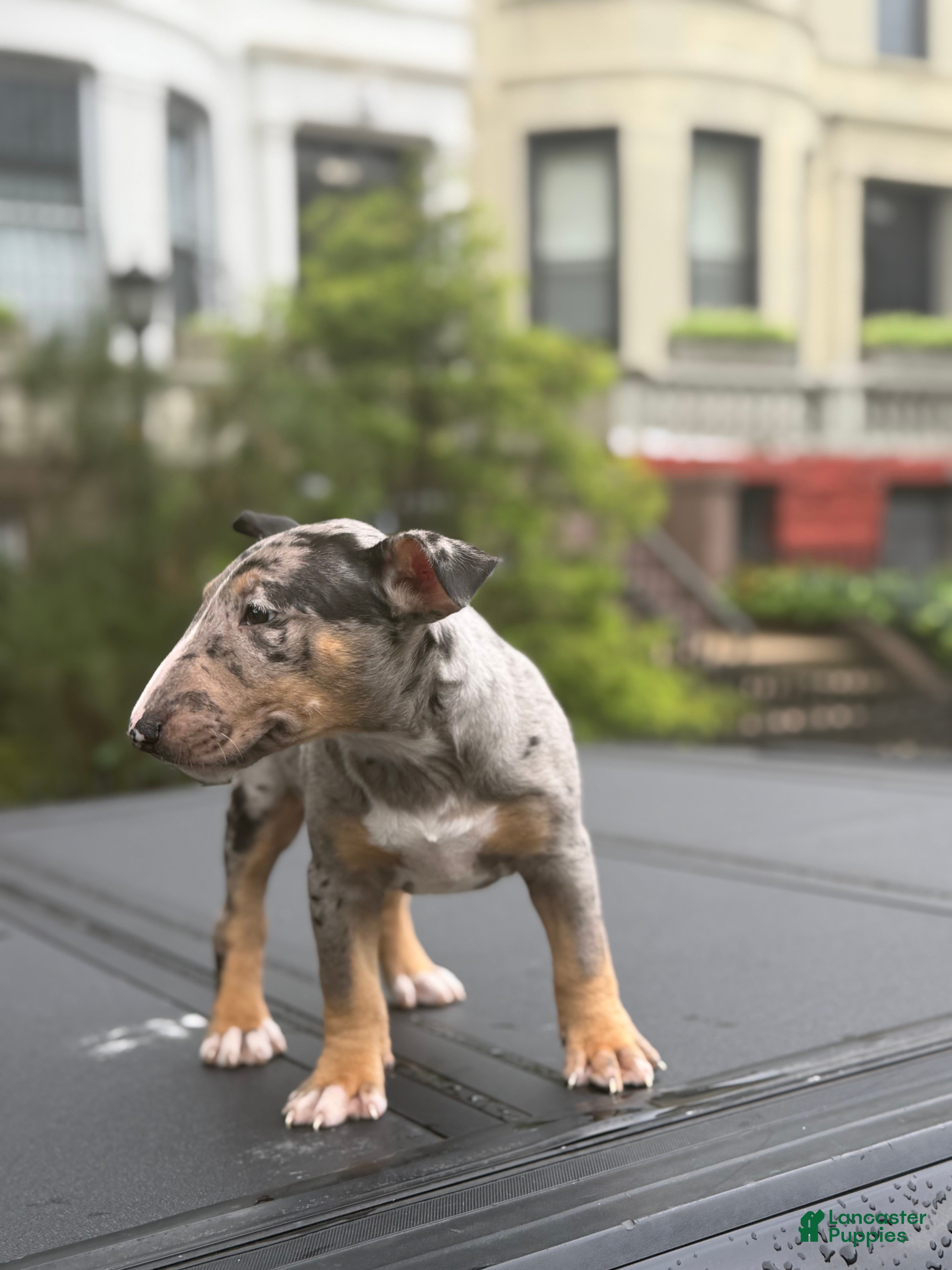 Miniature Bull Terrier dogs Miniature Bull Terrier 2 - Ad 5