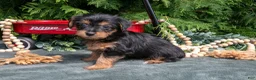 Yorkshire Terrier dogs for sale: Poppy - Ad 3