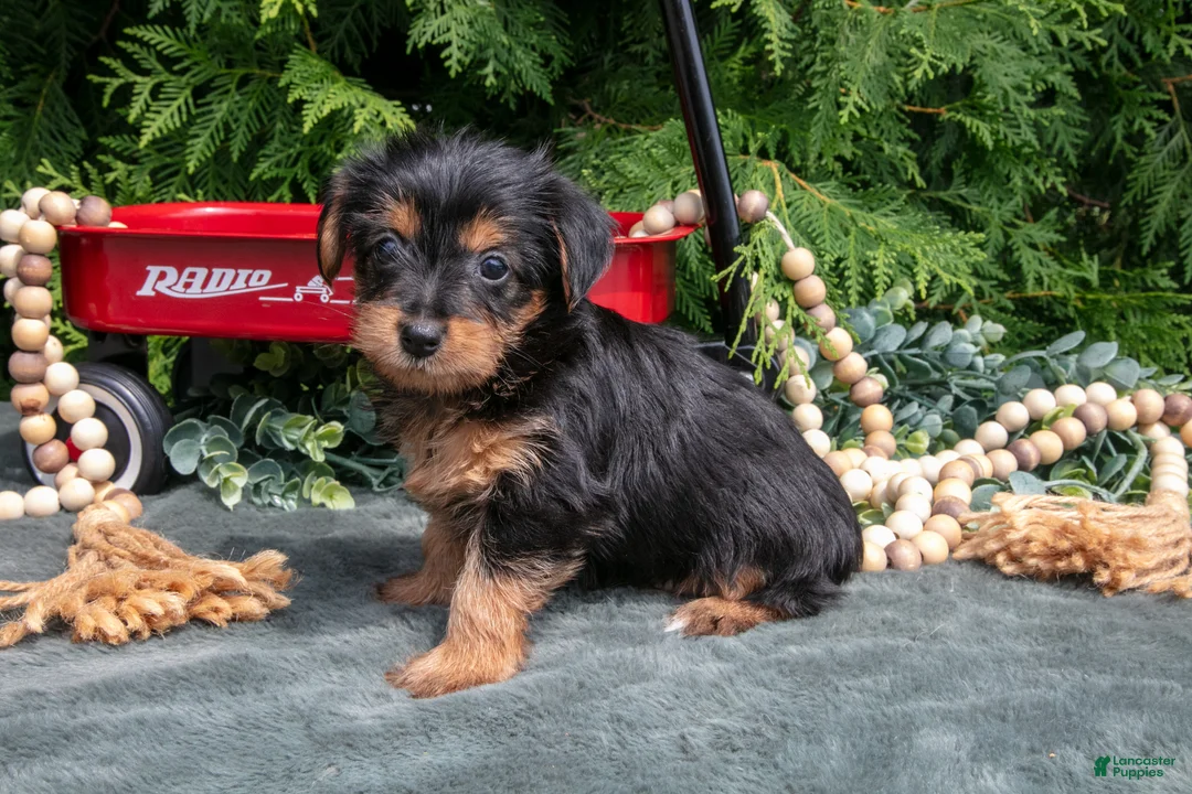 Yorkshire Terrier dogs for sale: Poppy - Ad 3