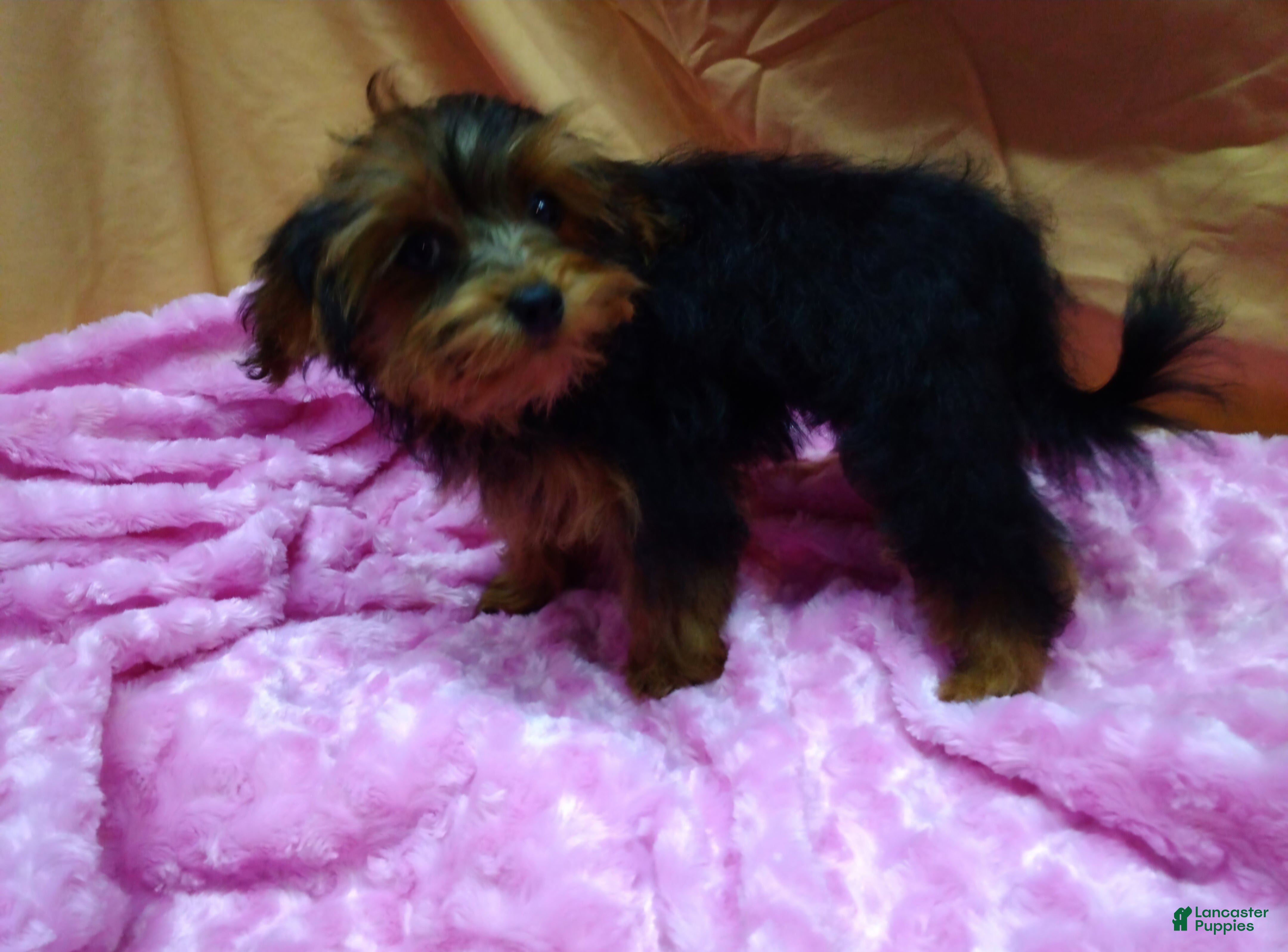 Yorkiepoo dogs for sale: Tiny Tot - Ad 2