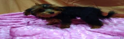 Yorkiepoo dogs for sale: Tiny Tot - Ad 2