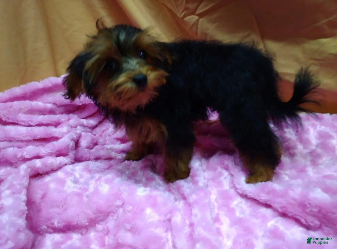 Yorkiepoo dogs for sale: Tiny Tot - Ad 2