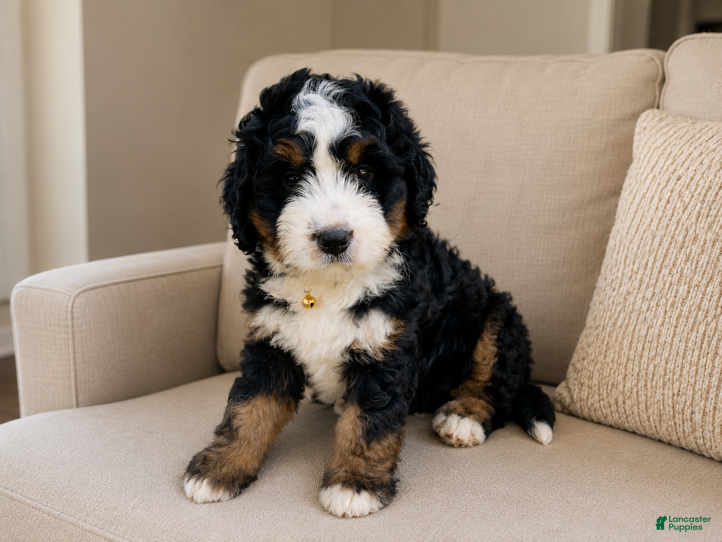 Bernedoodle dogs Strawberry Shortcake 🍓 - Ad 2