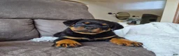 Rottweiler dogs for sale: Zeke - Ad 2