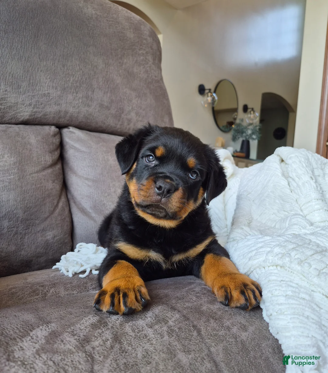 Rottweiler dogs for sale: Zeke - Ad 2