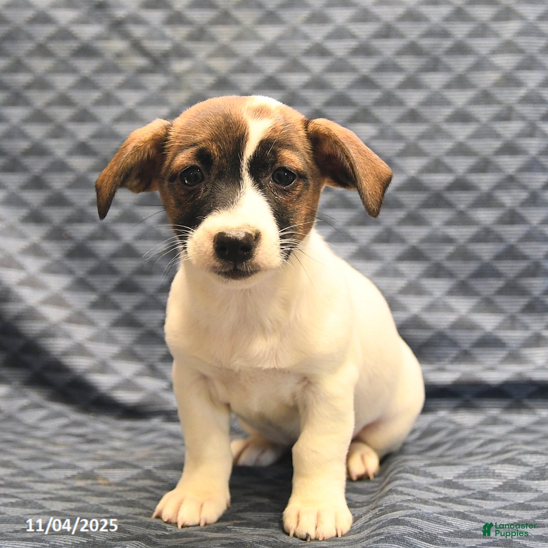 Jack Russell Terrier dogs for sale: Anita - Ad 4
