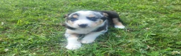 Mixed Breed dogs for sale: John  - Ad 1
