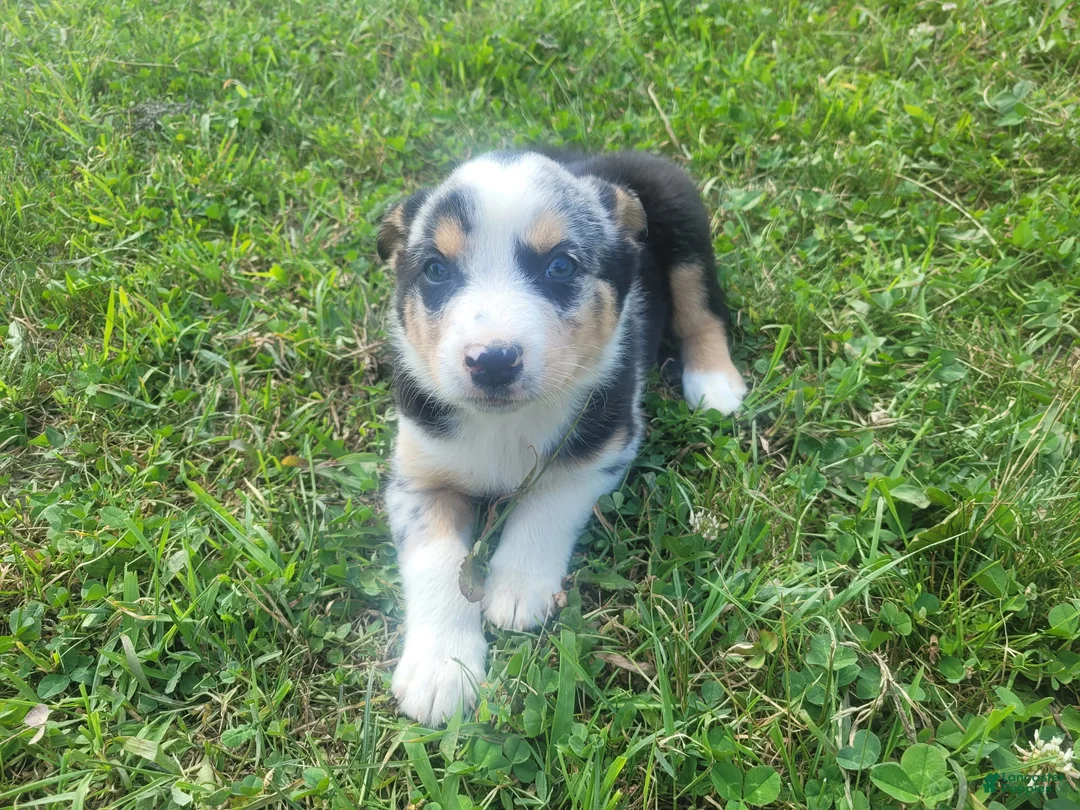 Mixed Breed dogs for sale: John  - Ad 1