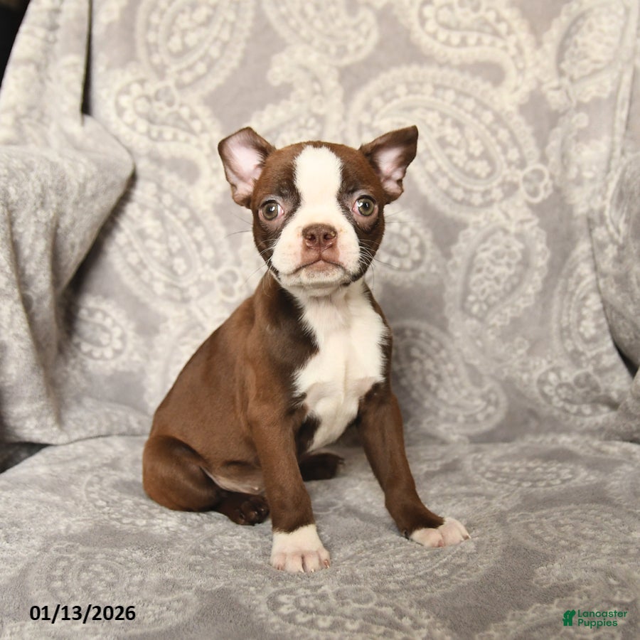 Boston Terrier dogs Jasmine - Ad 2