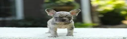 French Bulldog dogs for sale: Joy - Ad 12