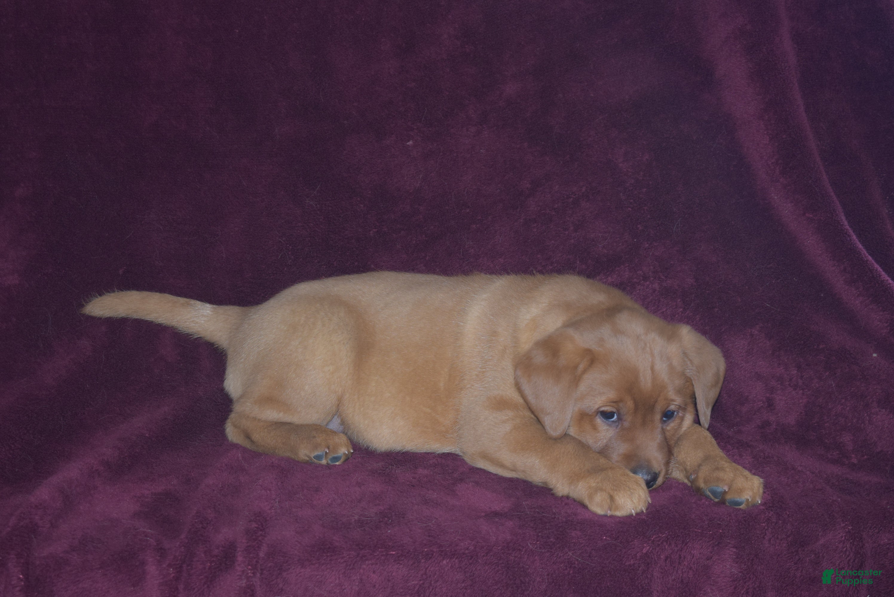 Labrador Retriever dogs Labrador Retriever Puppy 6 - Ad 27