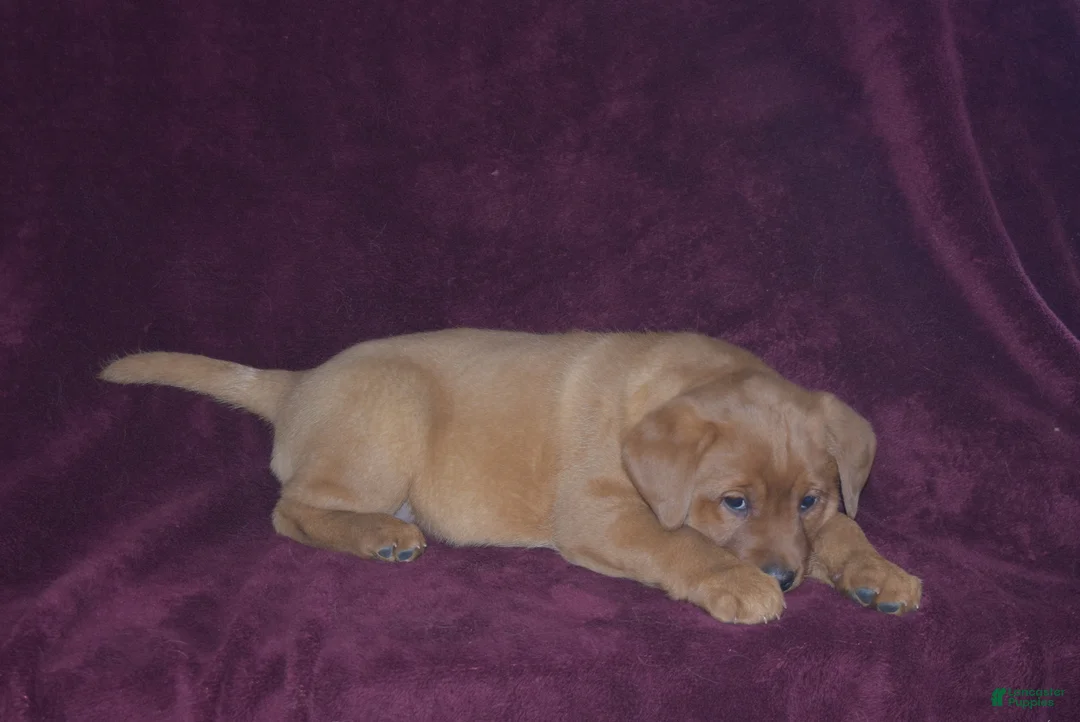 Labrador Retriever dogs for sale: Labrador Retriever Puppy 6 - Ad 1
