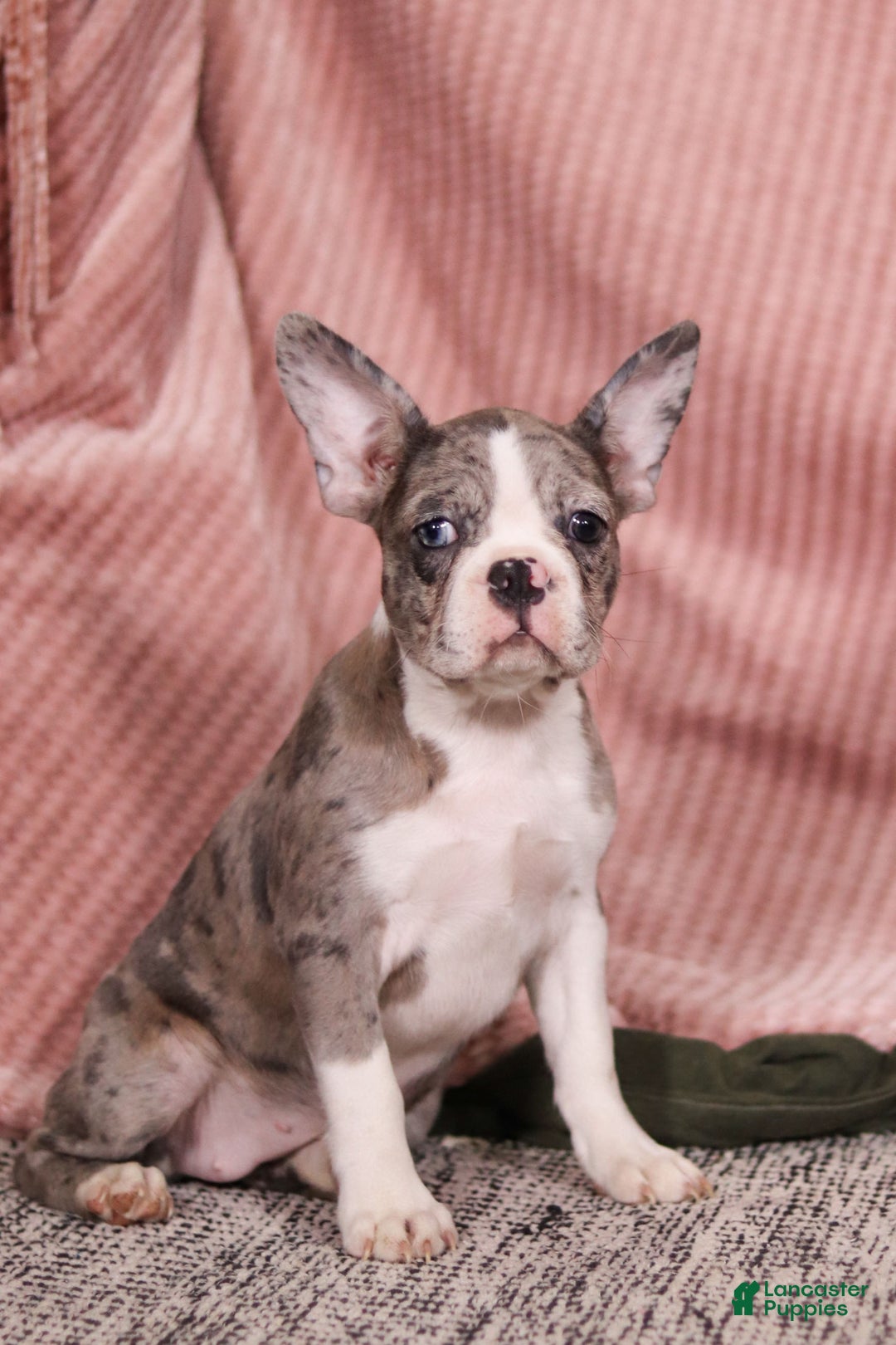 Frenchton dogs for sale: Lucy - Ad 8