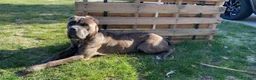 Cane Corso dogs for sale: Cane Corso 1 - Ad 6