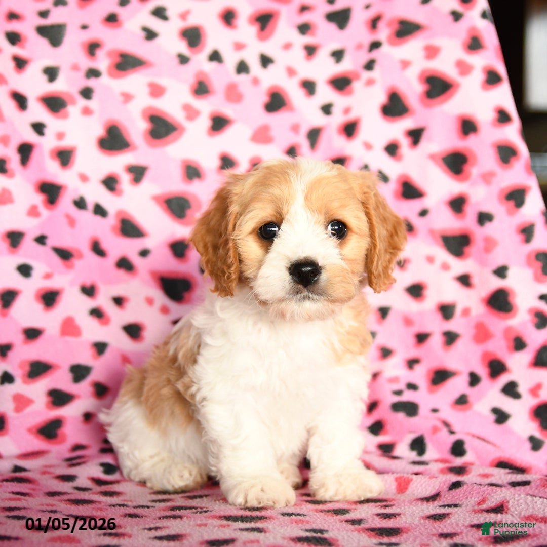 Cavachon dogs for sale: Betzy - Ad 1