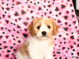 Cavachon dogs Betzy - Ad 6