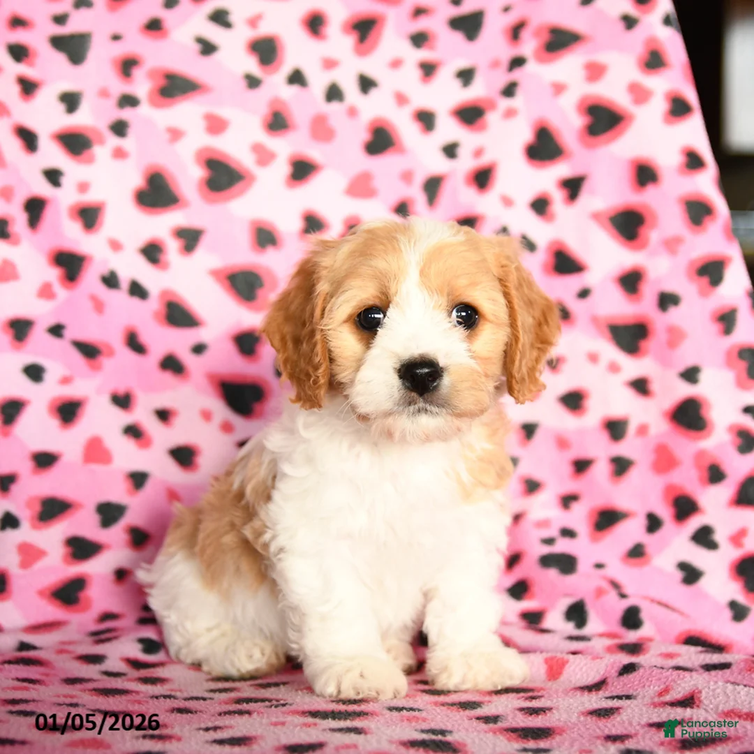 Cavachon dogs for sale: Betzy - Ad 1