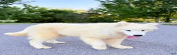 Samoyed dogs for sale: Dixie - Ad 2